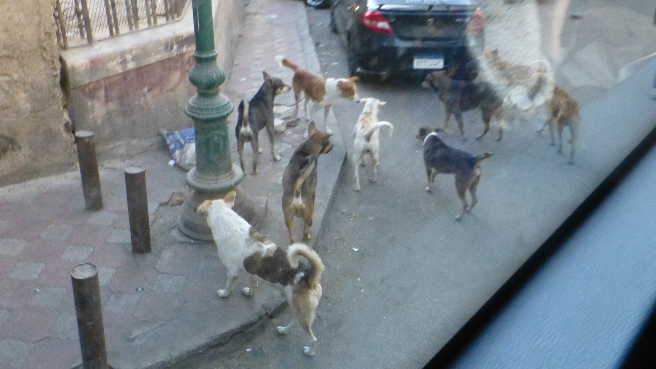 Packs of dogs were allowed to roam the streets. Here is the largest pack I saw.