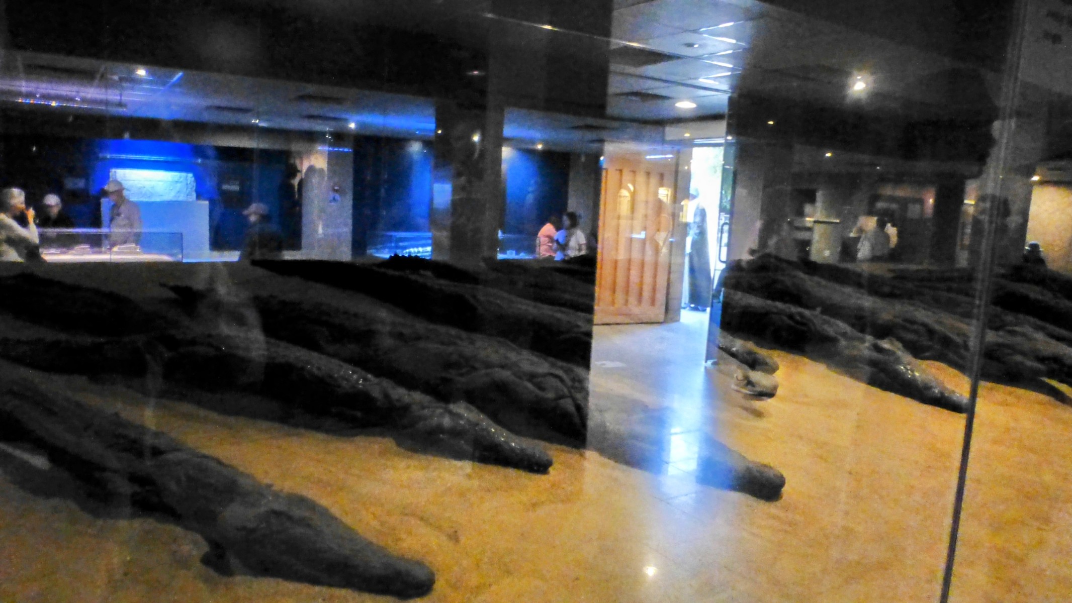 The museum includes a number of mummified crocodiles as shown here. Unfortunately, due to the lighting, this is all I got (and pardon the reflection).