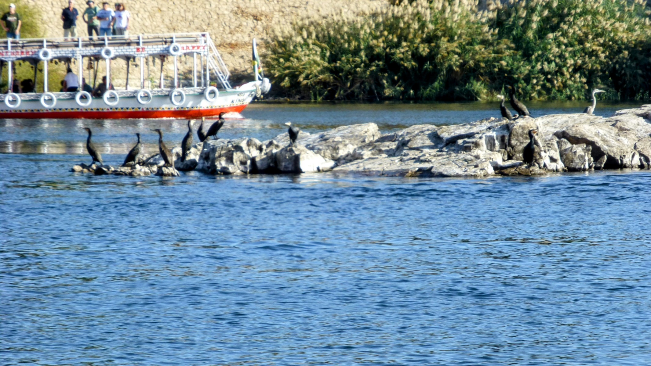 Here was an island of what appear to be cormorants.