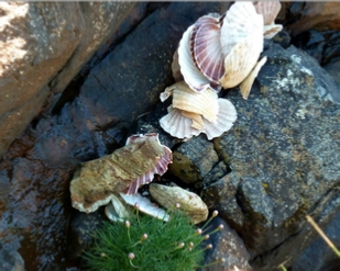 Scallop shells on the Ledge