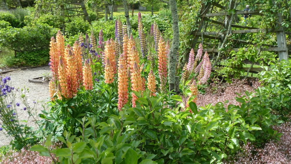 A patch of Lupine at Dunrobin Castle