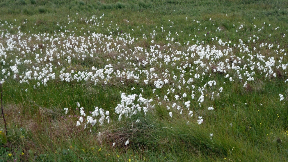 A patch of Bog Cotton near the Ring of Brodgar