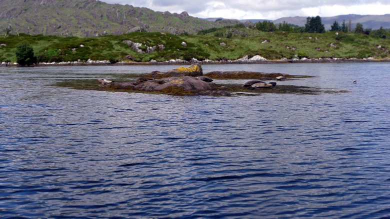 Seals basking in the sun in Bantry Bay as we approach Ilnacullin Island