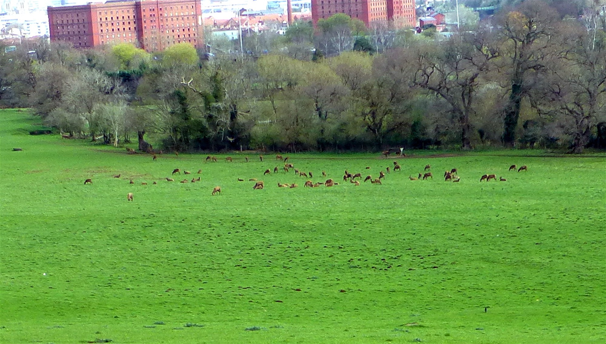 Large herds of red deer have historically been kept on the grounds,  a practice that continues today.