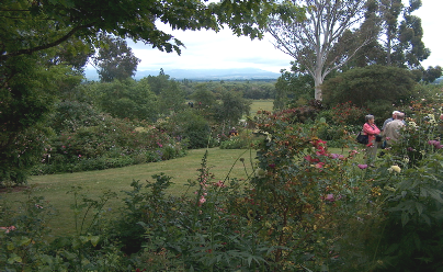 >Sally Allison's Garden