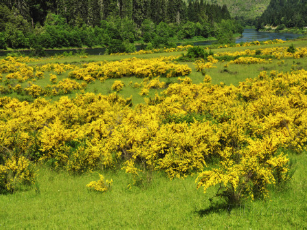 Yellow Broom