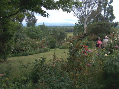 Sally Allison's Garden