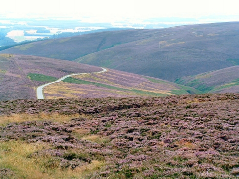 Blooming Heather – The Aroma of Heaven