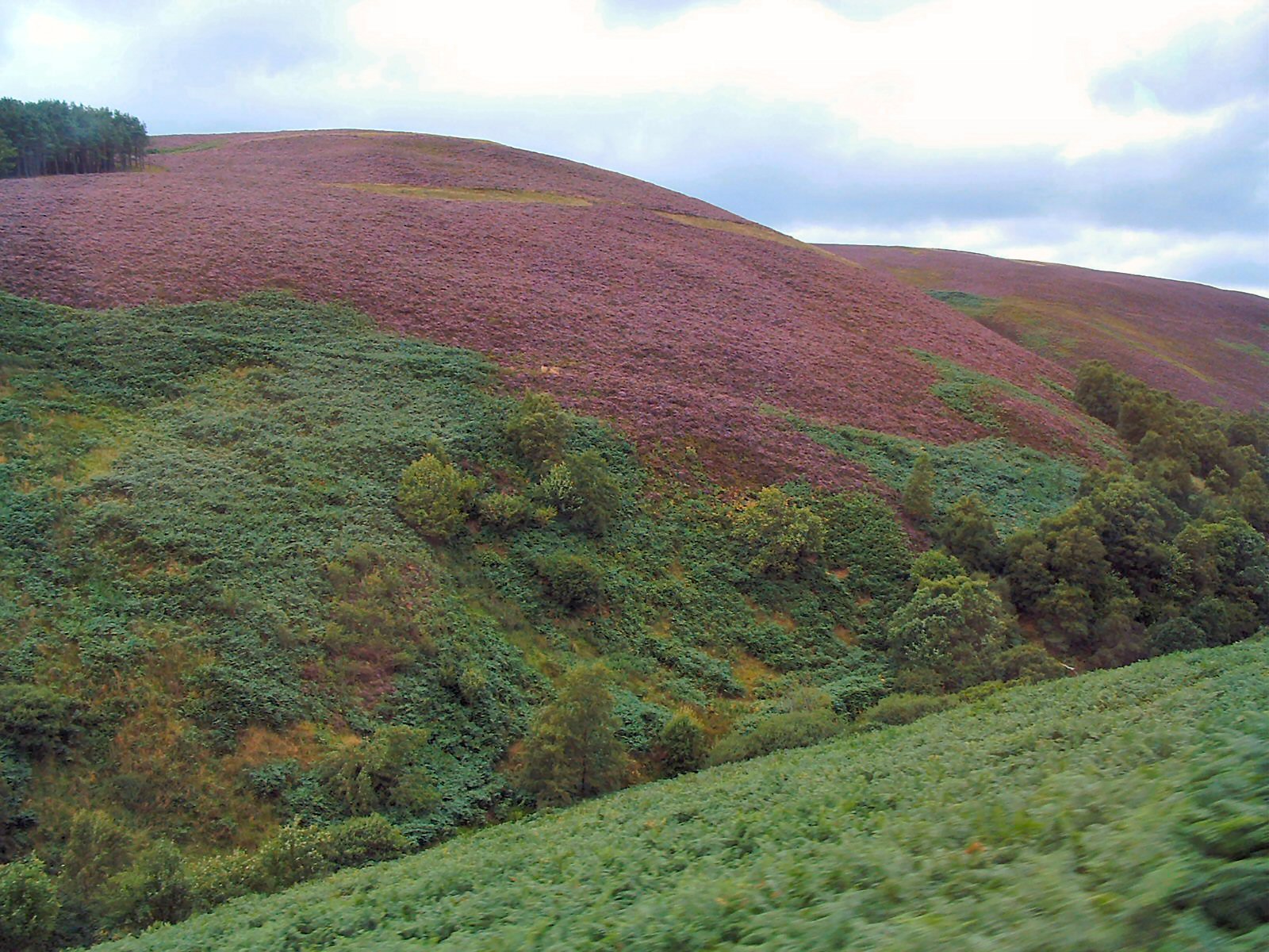 Blooming heather in the Highlands
