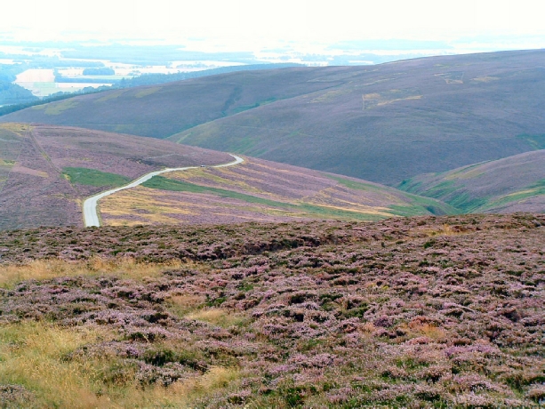 Heather & the Smell of Heaven in the Cairngorms