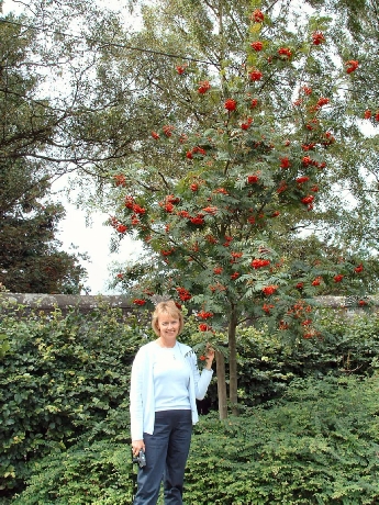 Lois Wilson under a Rowan Tree