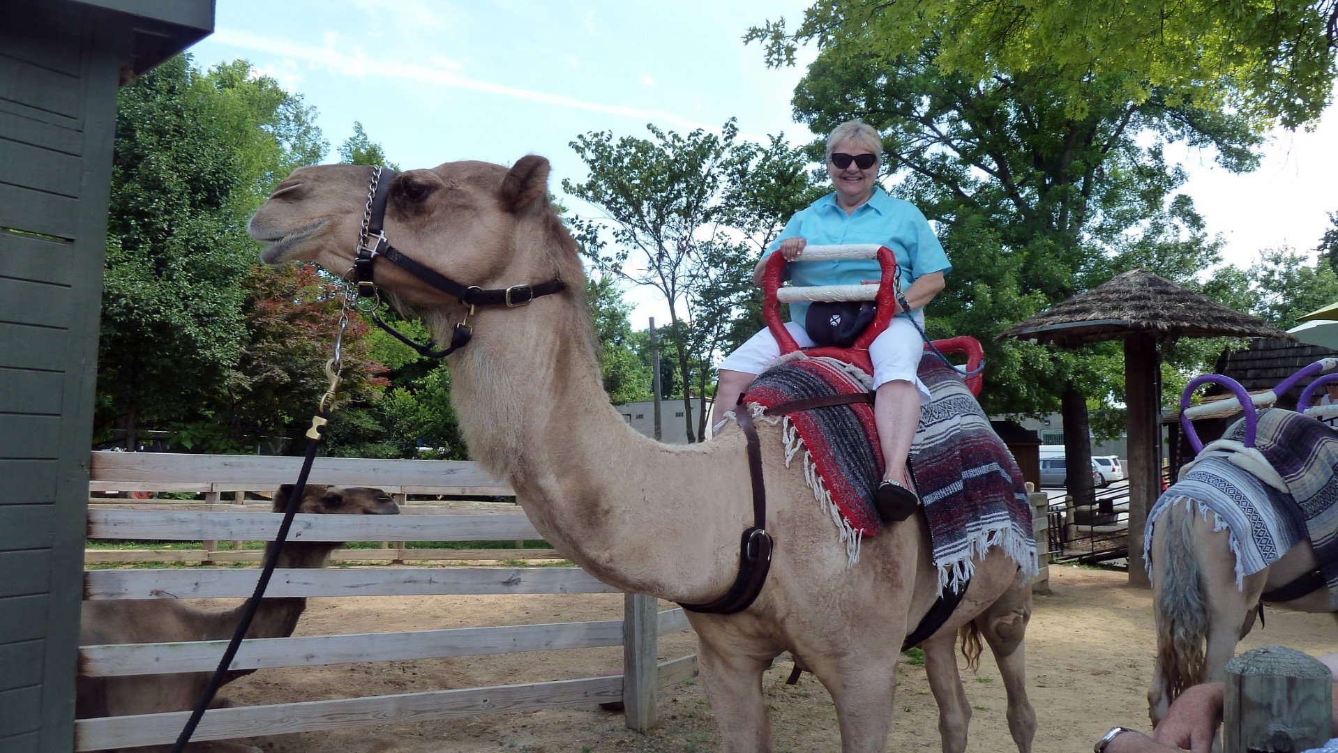 Cissy rides a Camel @ the Knoxville Zoo 2014