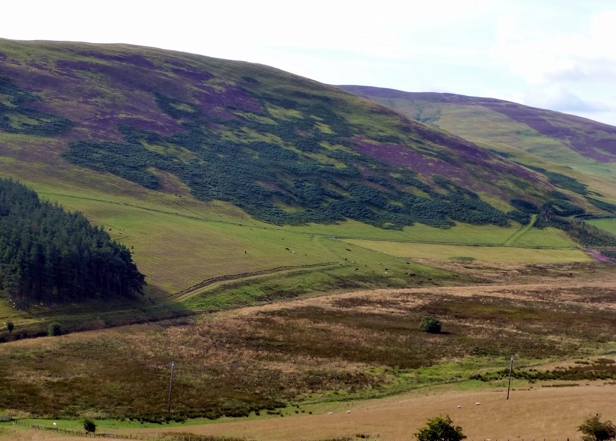 The Scottish Borders - Blooming heather in the Tweed Valley