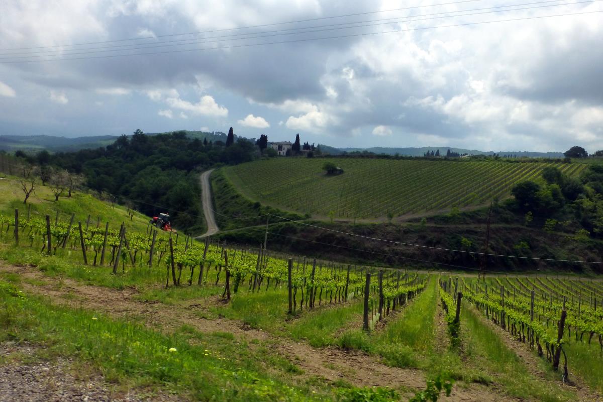 Along the road to Pienza we passed numerous vineyards. (Note the gathering clouds in the background.)