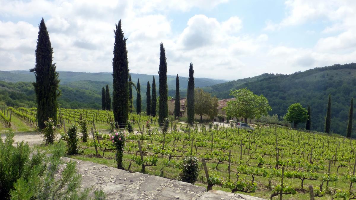 Vineyards of the Brancaia Winery