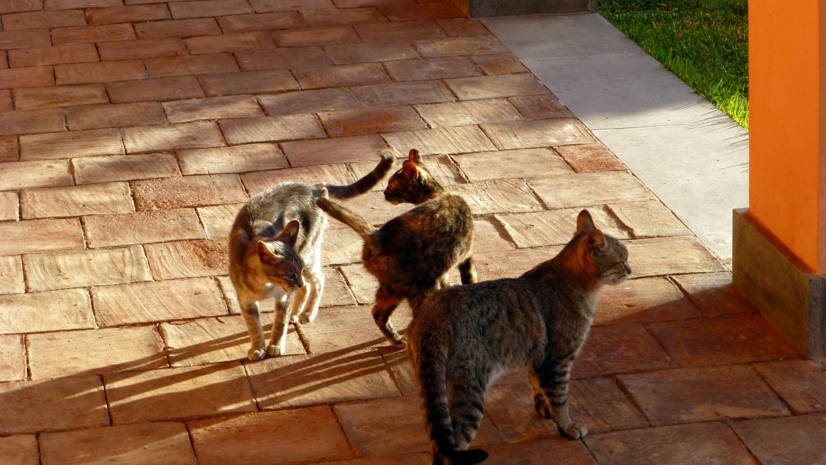 Just a few members of our herd of cats