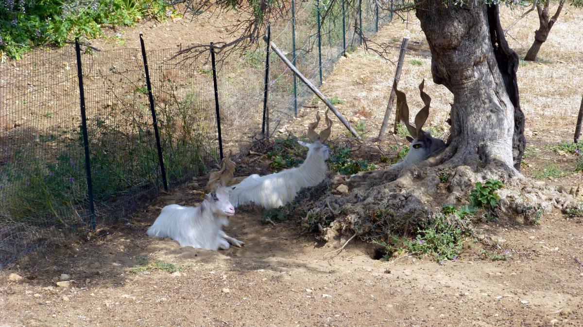 Girgentanais goats indigenous to Agrigento