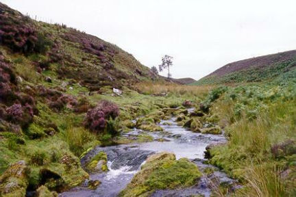 A Wee Burn in the Pentland Hills